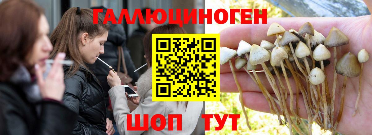 Псилоцибиновые грибы MAGIC MUSHROOMS  сколько стоит  Новочебоксарск  Вход с VPN 